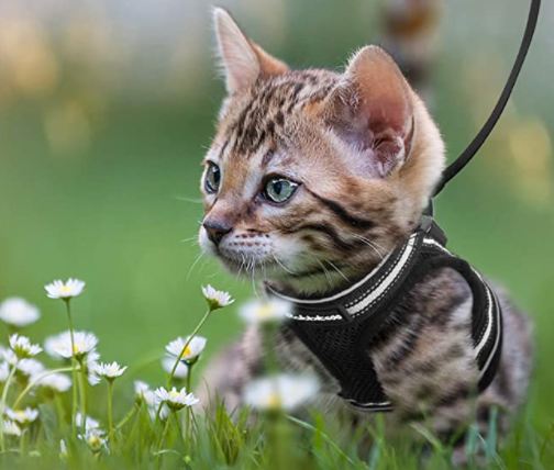 Adventure Kit - sicherer Kabelbaum für abenteuerliche Katzen-2